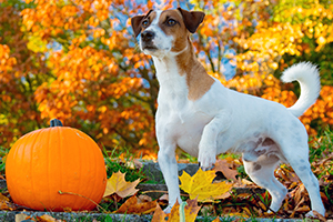 Blog-Dog-Pumpkin1