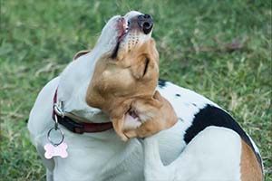 Blog-dog-allergies-beagle-scratch-2