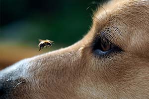 Blog-dog-allergies-bee