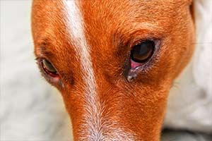Blog-dog-allergies-eyes-2