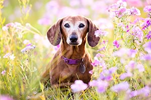 Blog-dog-allergies-flowers-1