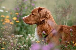 Blog-dog-allergies-flowers-2