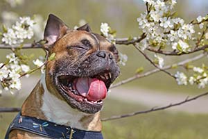 Blog-dog-allergies-flowers-4