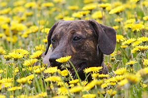 Blog-dog-allergies-flowers-5