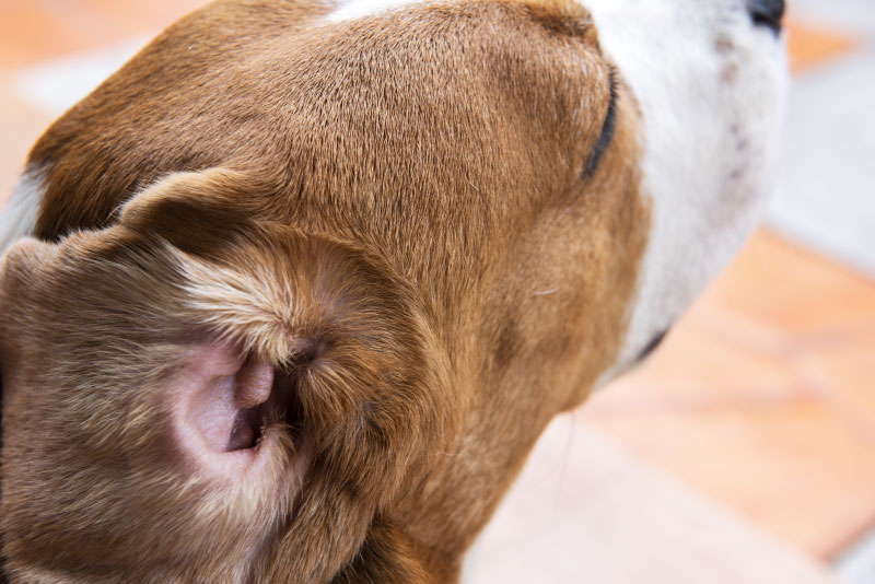 benadryl for dog ear infection