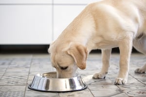 Labrador-Dog-Eati-361369951