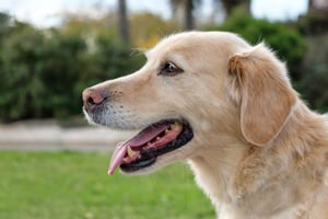 Labrador-Retriever-Dog