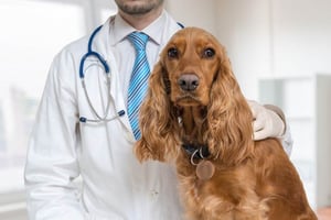 Understanding Dog Cancer - Dog with Vet