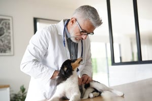 Understanding Dog Cancer - Vet checkup on Dog