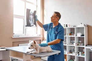 Understanding Dog Cancer - X-Rays