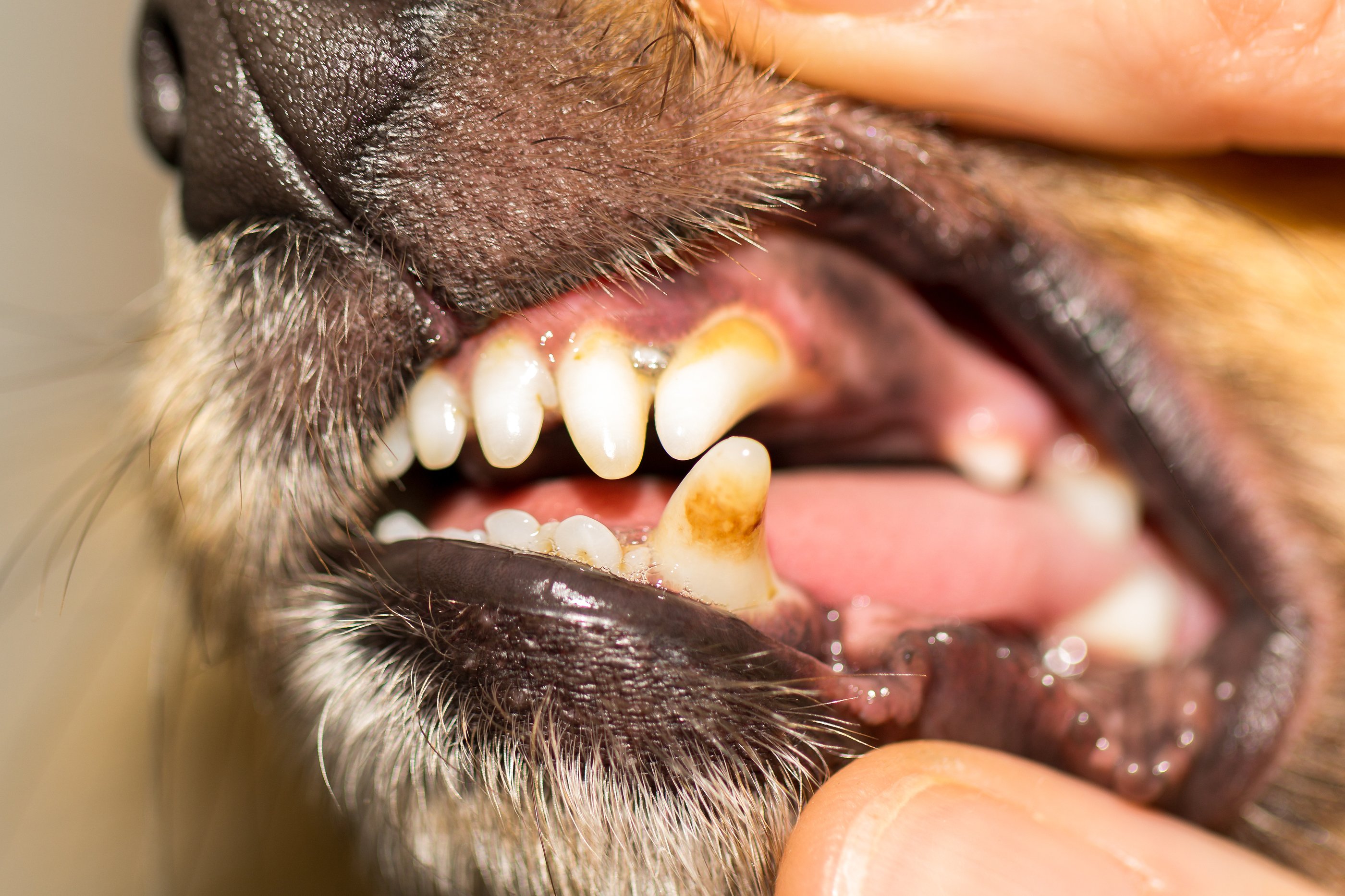How to Brush Your Dog's Teeth in 5 Steps