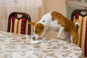 dog sniffing food