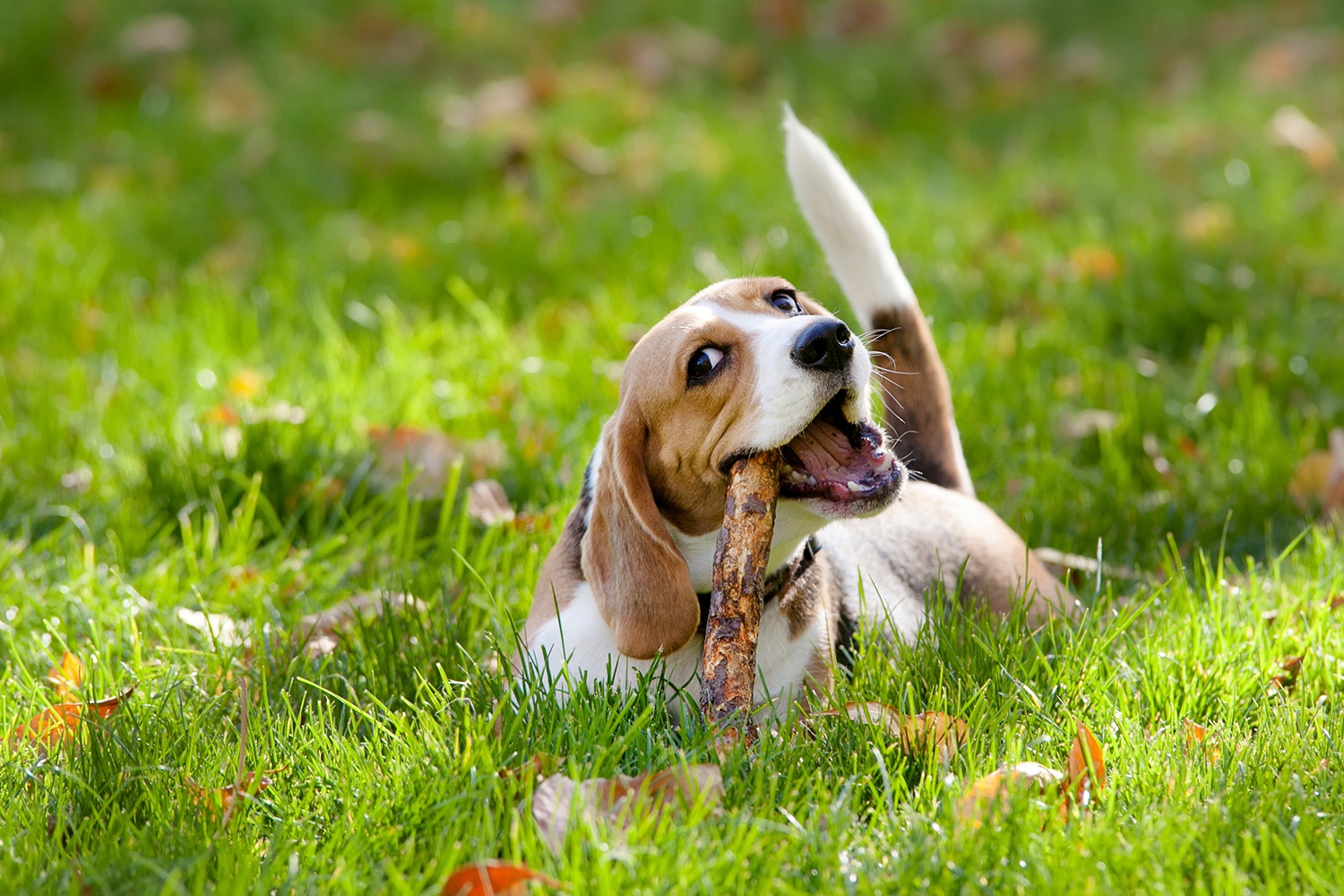 bigstock-Beagle-in-green-grass-52441645