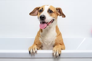 bigstock-Cute-Dog-Sits-In-A-Bathtub-Wa-308191396_CROP