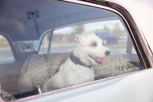 bigstock-Dog-Alone-Is-Locked-In-Car-On--327003184