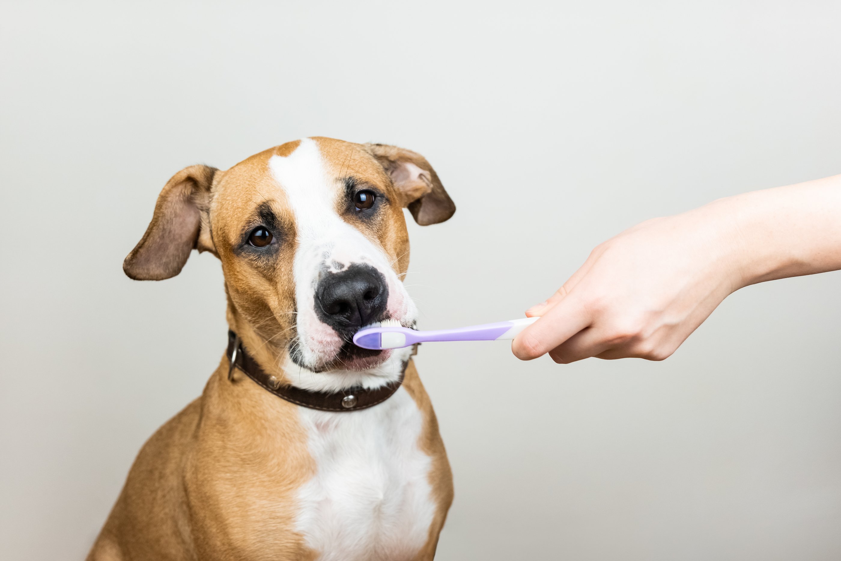 How to Brush Your Dog's Teeth in 5 Steps