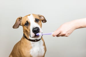 bigstock-Dog-And-Toothbrush-In-White-Ba-279220786