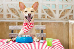 bigstock-Dog-Eating-A-The-Table-With-Fo-184879354