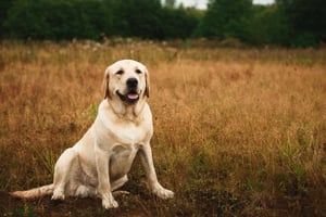 bigstock-Dog-Sitting-In-Tranquil-Field-210873283