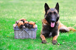 bigstock-Dog-With-Puppies-120625430