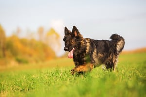 bigstock-German-Shepherd-Dog-Running-On-155021282