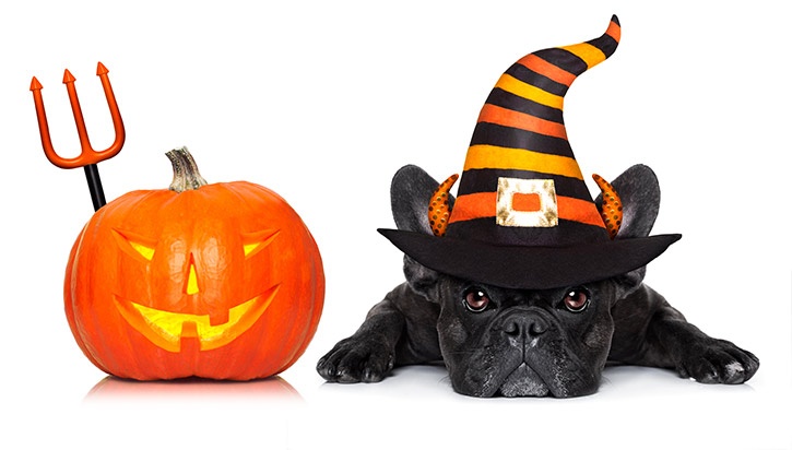 bigstock-Halloween-Dog-Banner-151223072