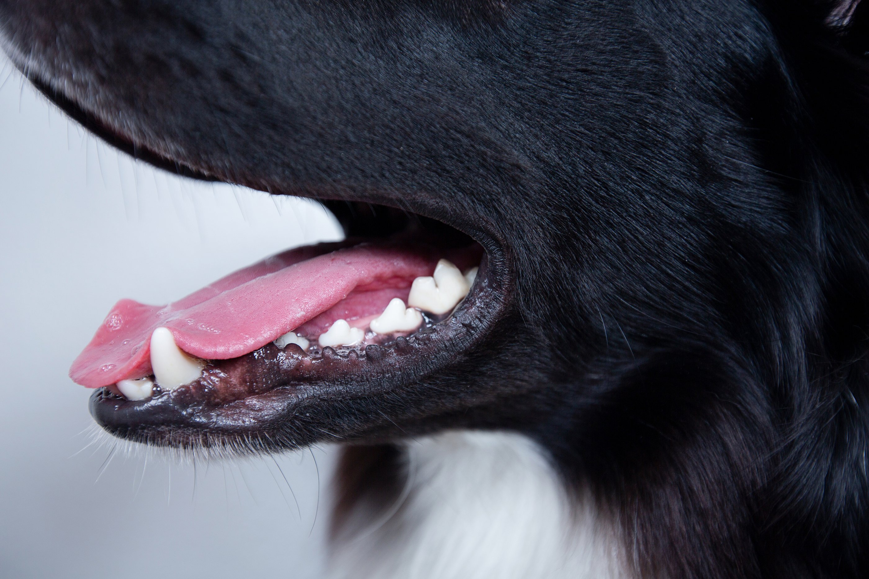 Зубы собаки вектор