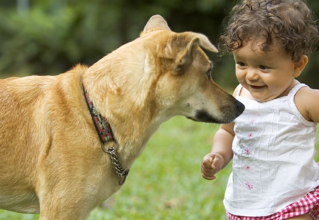 bigstock-Infant-And-Dog-27731