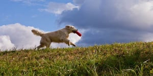 bigstock-Labrador-Retriever-Running-In-Grass (reduced)-2