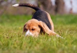 bigstock-Playful-Beagle-Puppy-In-Grass-44668432