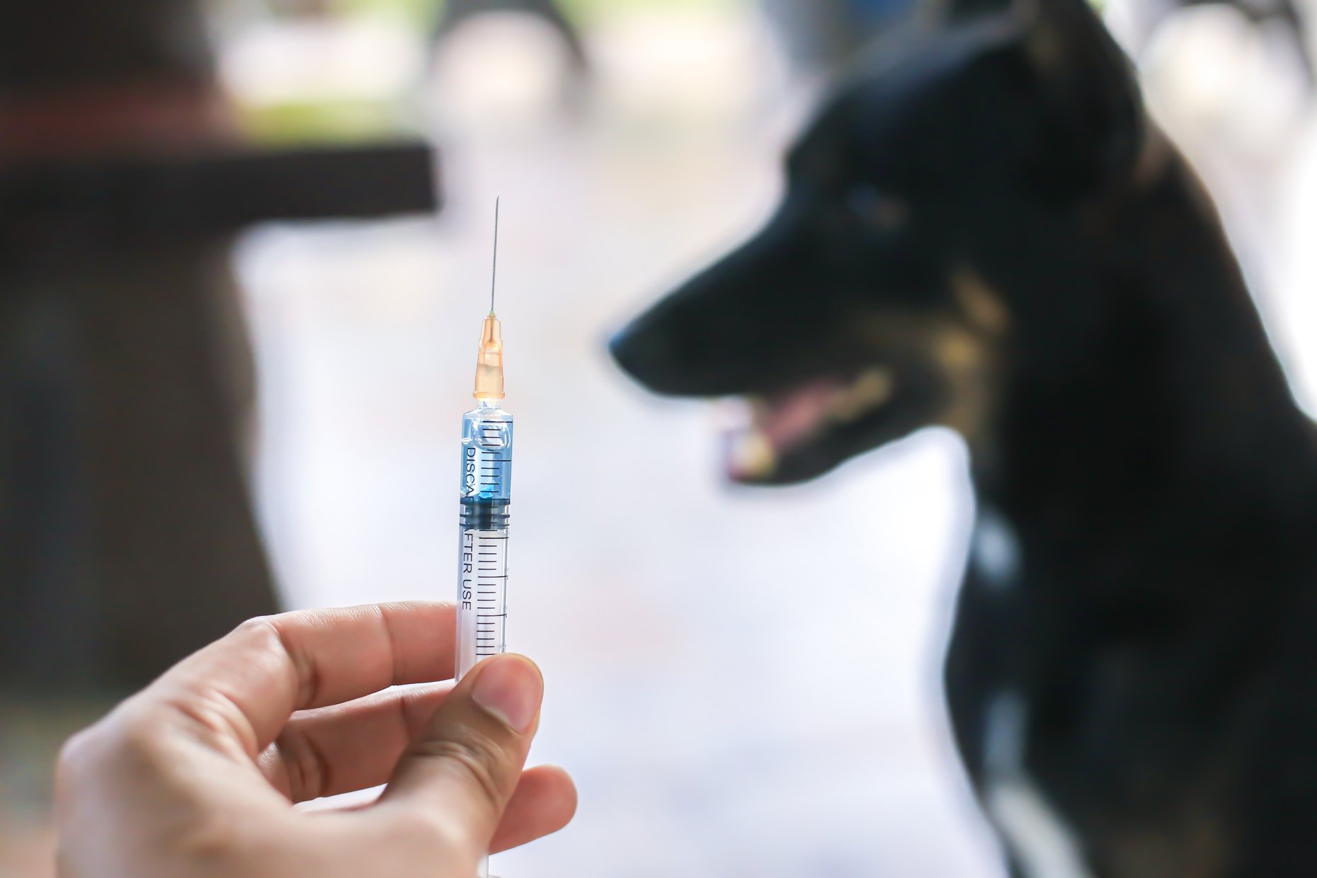 how-often-should-a-dog-get-the-rabies-vaccine-cuddlytails