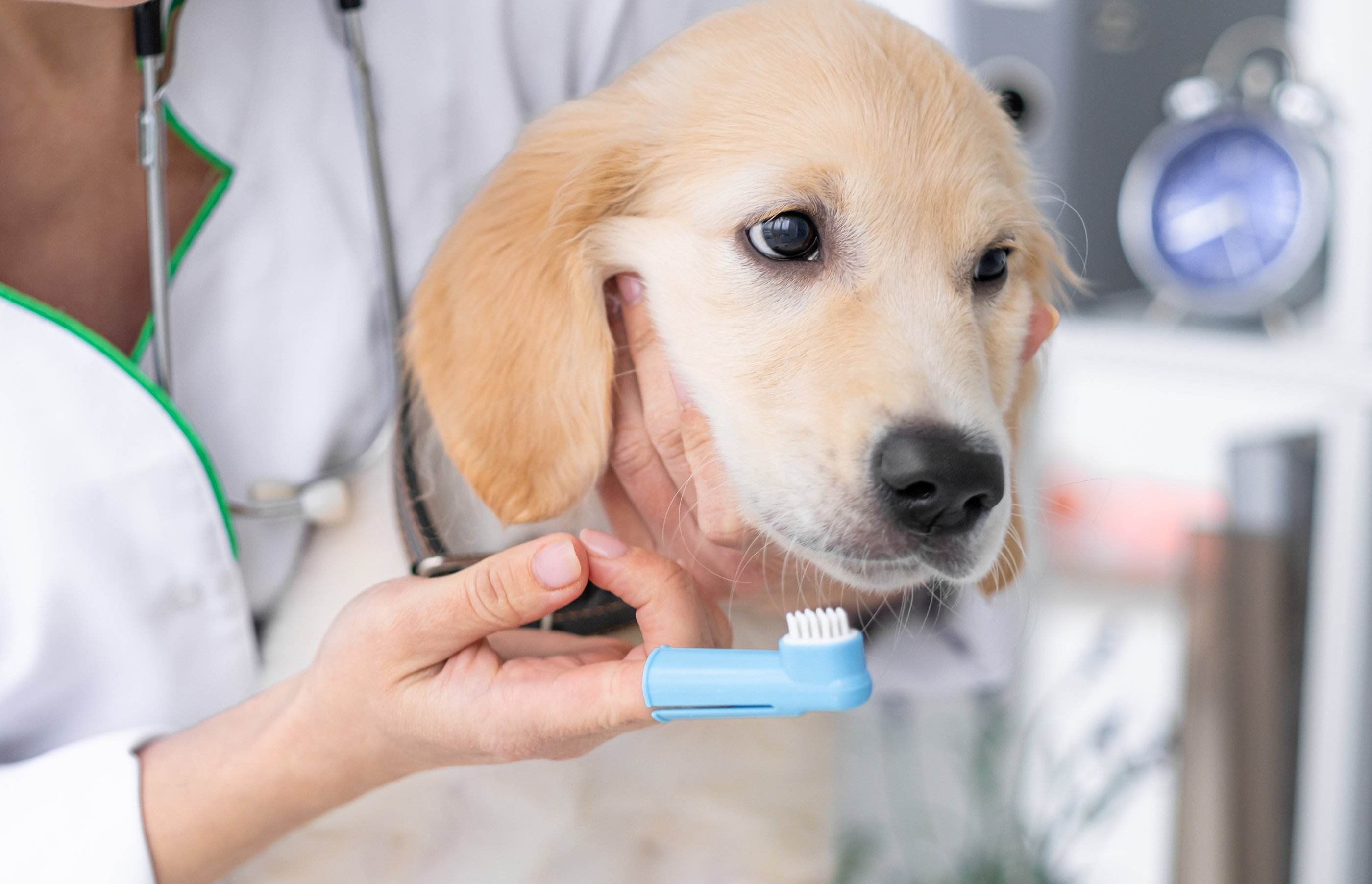 How to Brush Your Dog's Teeth in 5 Steps