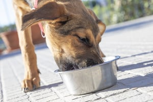 Tips for Dog's Smelly Gas - Dog Eating