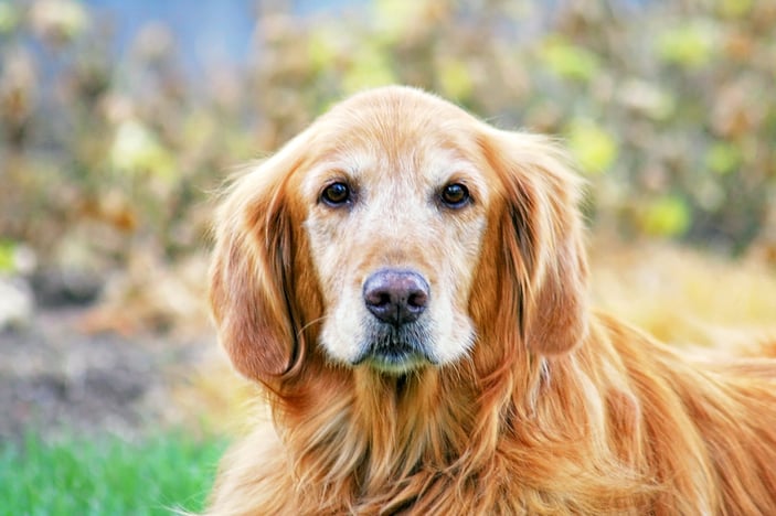 Why And When To Neuter A Dog