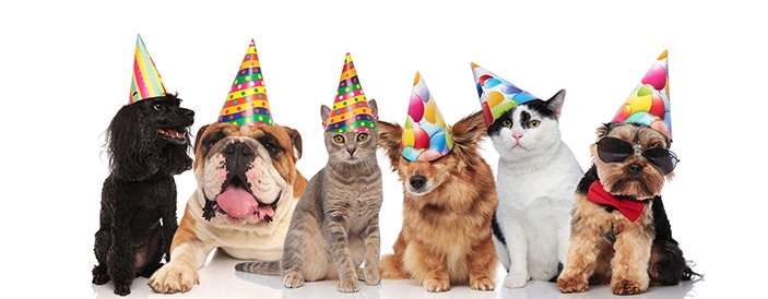 bigstock-six-adorable-birthday-pets-with-colorfu-703X275