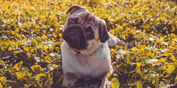 pug-listening