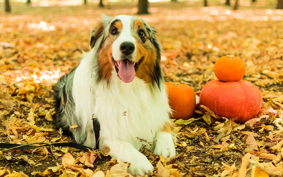 pumpkin fiber for dogs