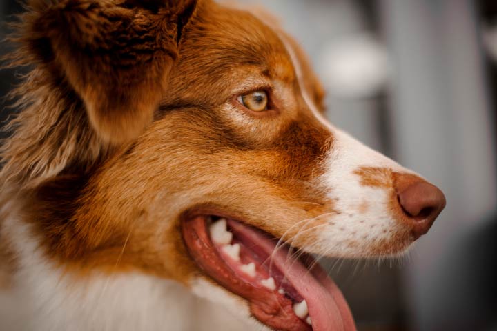 A Dog S Gums The Comprehensive Guide