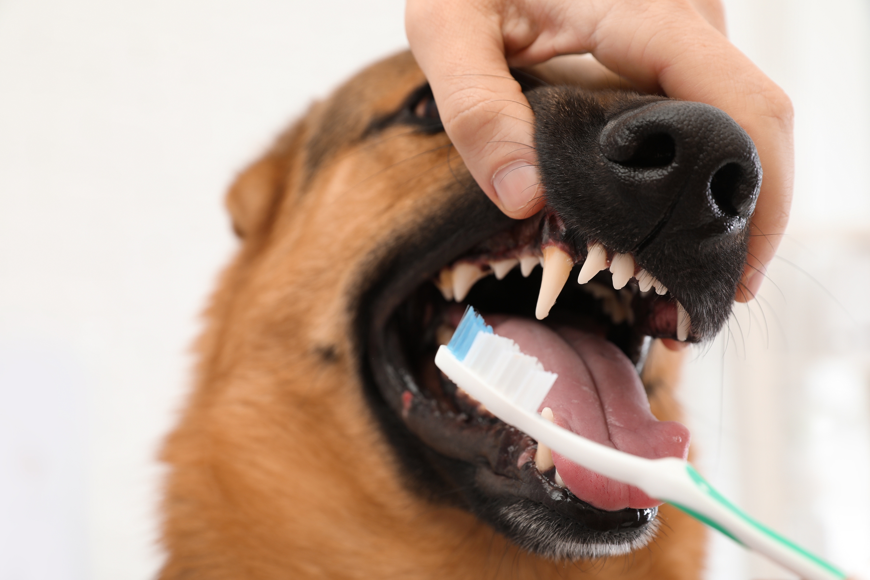 How To Brush Your Dog's Teeth In 5 Steps